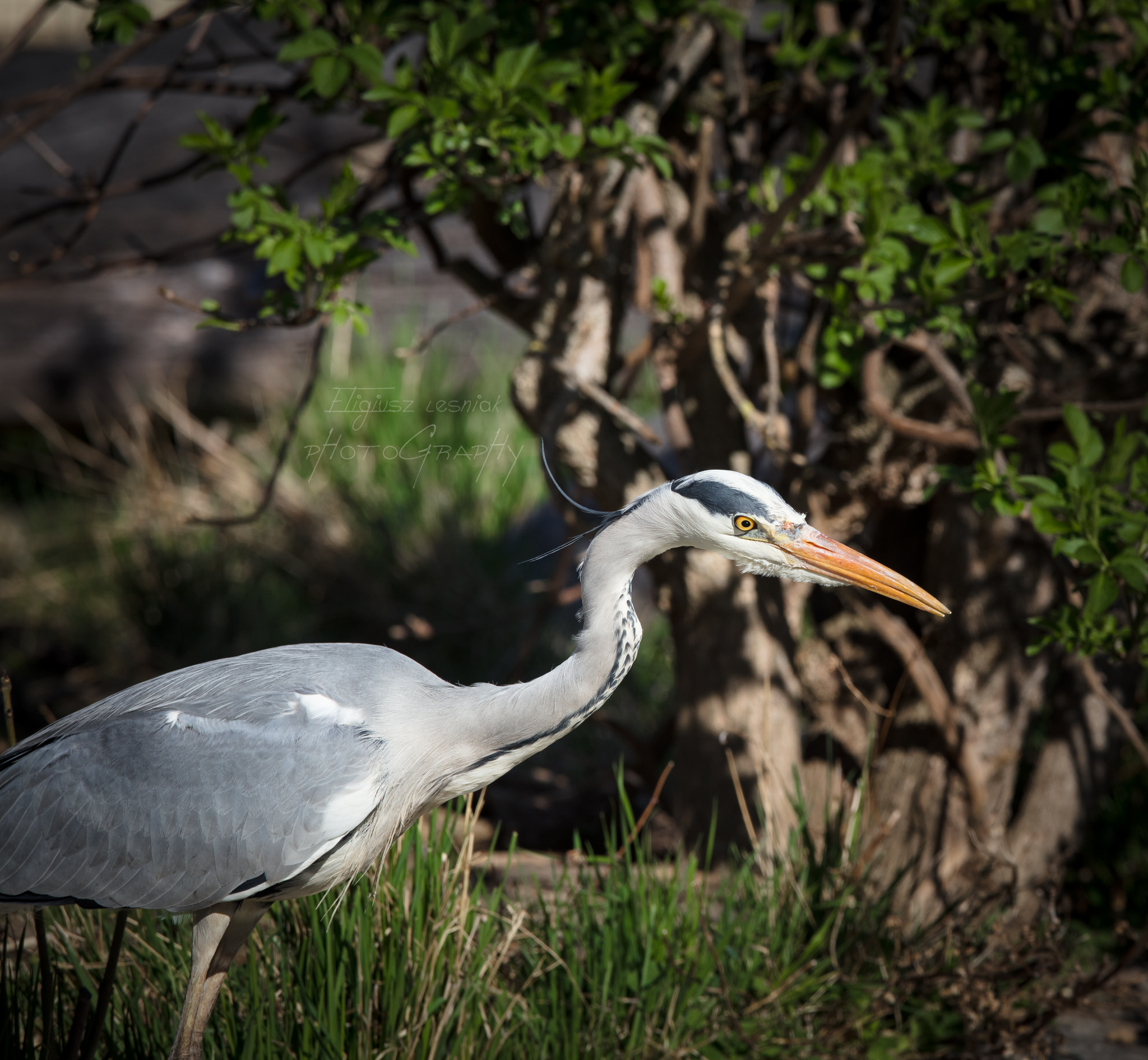 Canon EF 300mm F2.8L IS USM sample photo. Gray heron photography
