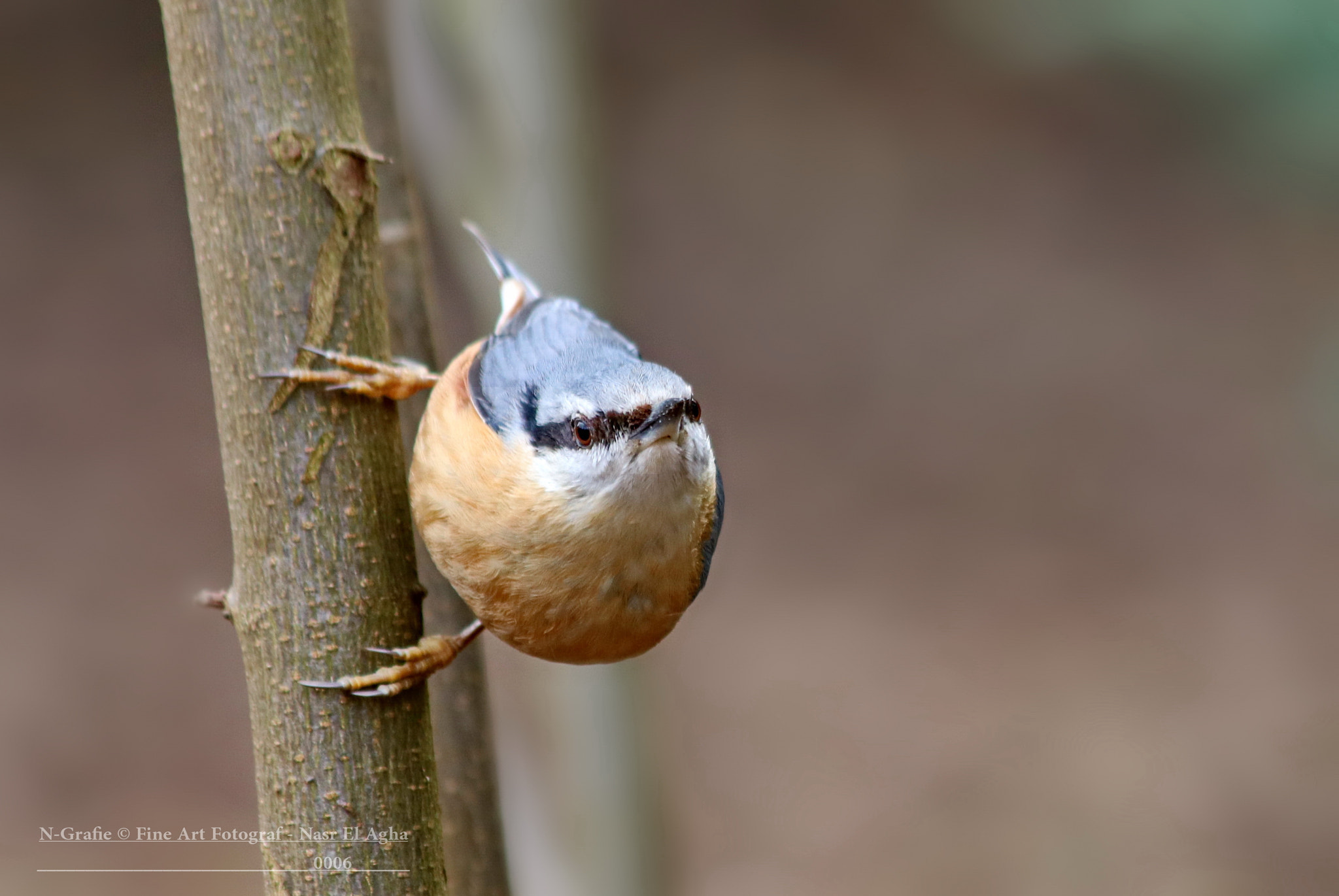 Canon EF 70-300mm F4-5.6 IS USM sample photo. Eurasian nuthatch photography