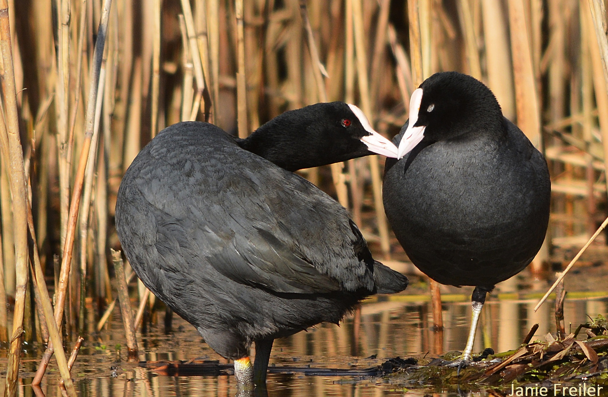 Sigma 150-500mm F5-6.3 DG OS HSM sample photo. A little kiss photography