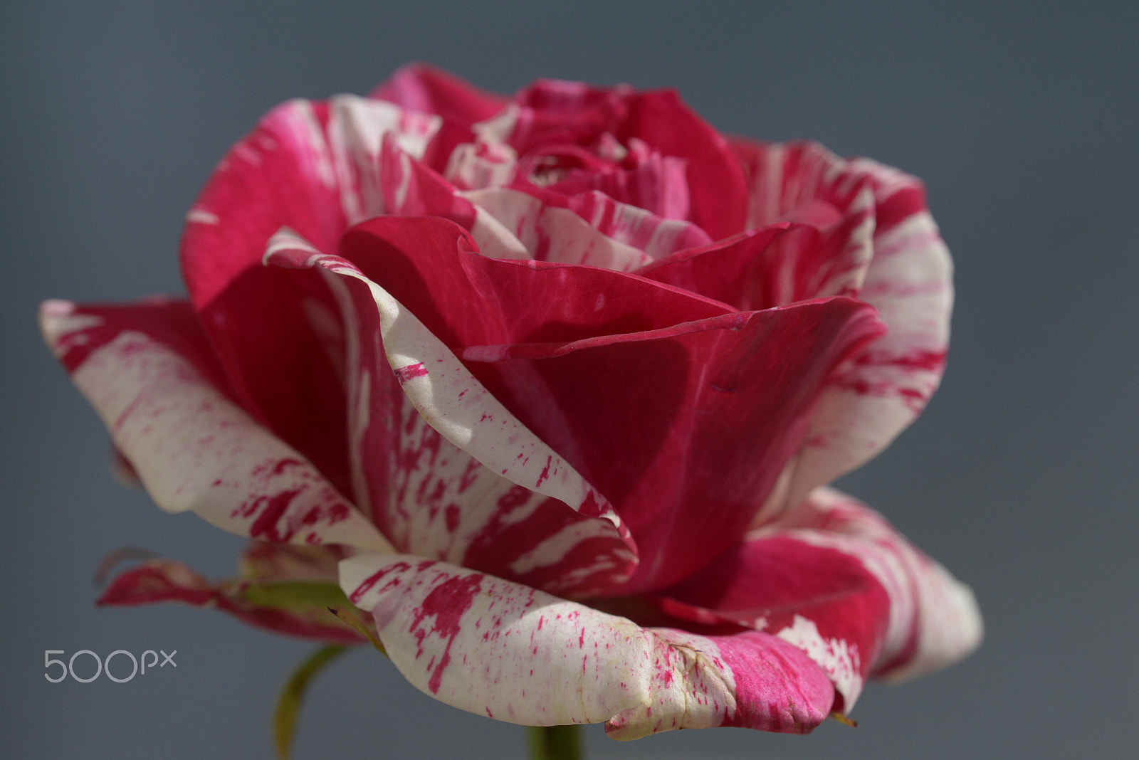 Sigma 150mm F2.8 EX DG OS Macro HSM sample photo. Rose photography