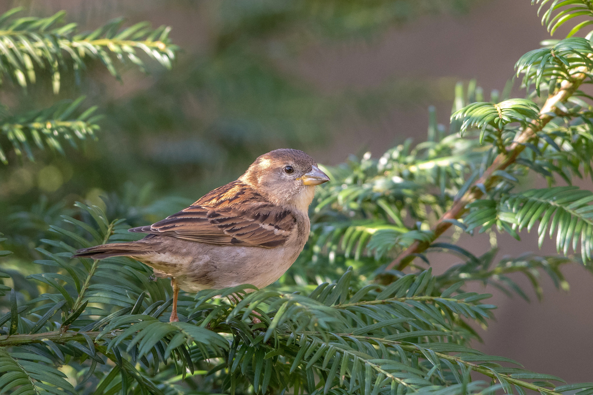 Nikon AF-S Nikkor 300mm F2.8G ED VR II sample photo. Moineau photography