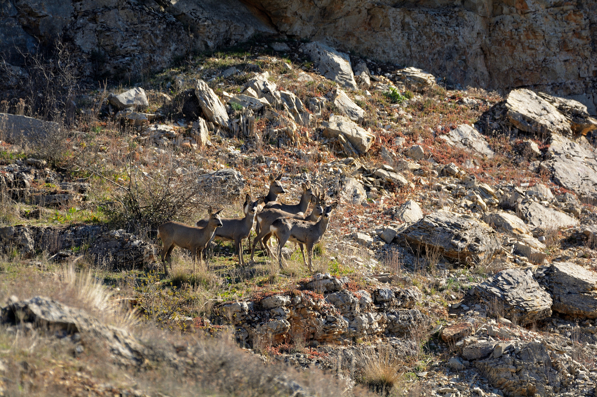 Nikon D5200 + Sigma 150-600mm F5-6.3 DG OS HSM | C sample photo. Corzos en la ladera photography