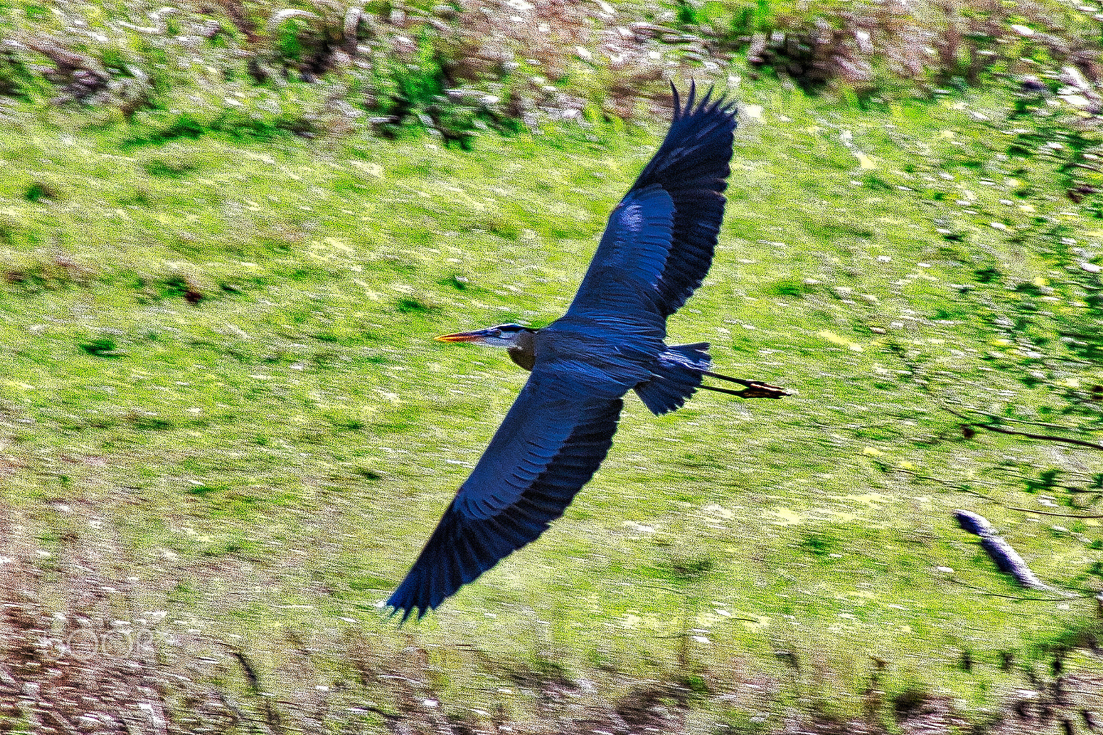 Canon EOS 600D (Rebel EOS T3i / EOS Kiss X5) + Sigma 18-250mm F3.5-6.3 DC OS HSM sample photo. Blue heron photography