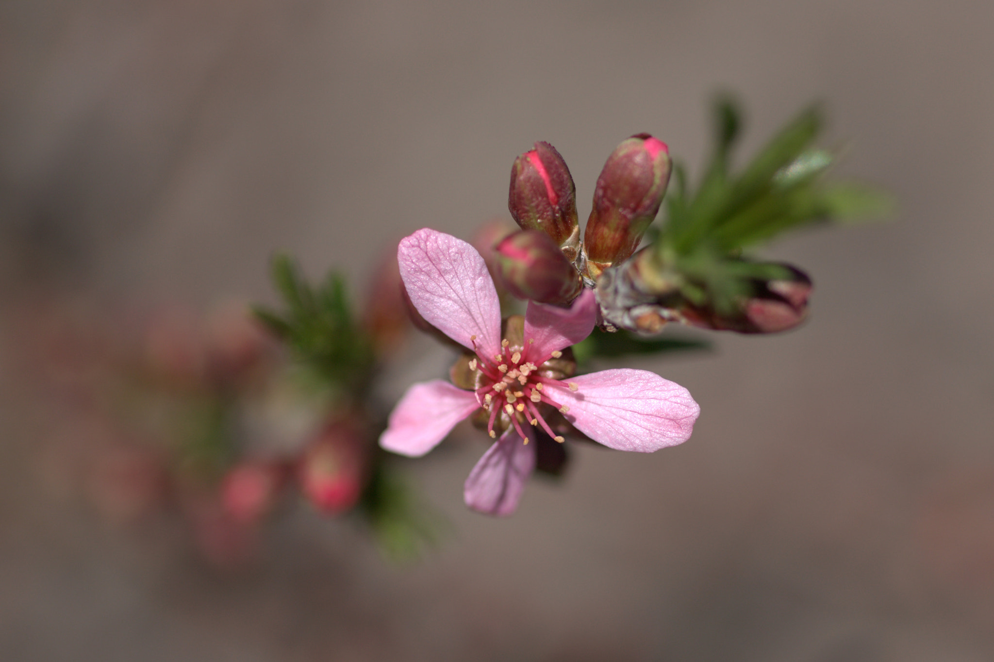 Sigma 50mm f/1.4 EX DG HSM + 1.4x sample photo