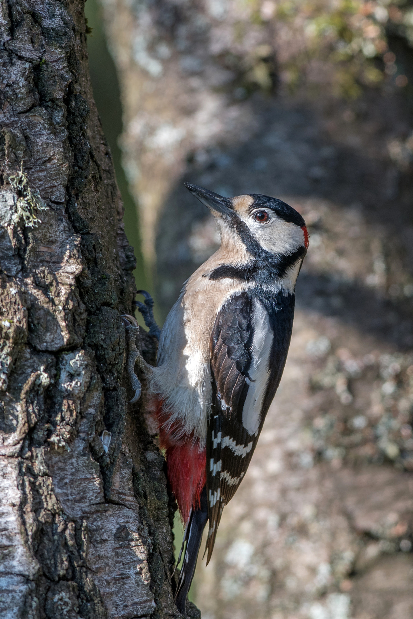 Nikon AF-S Nikkor 300mm F2.8G ED VR II sample photo. Pic epeiche photography