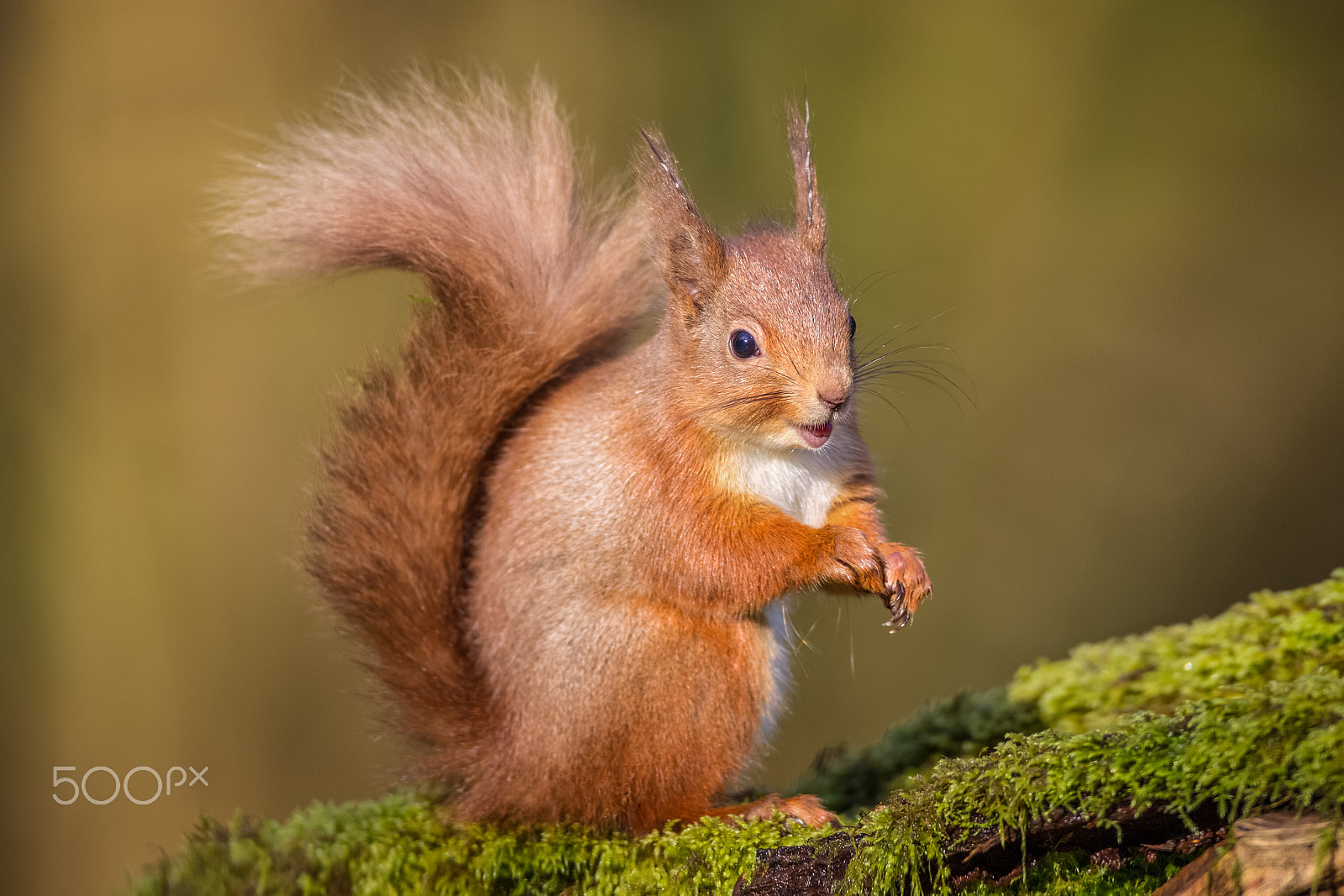 Canon EF 500mm F4L IS USM sample photo. Red squirrel photography