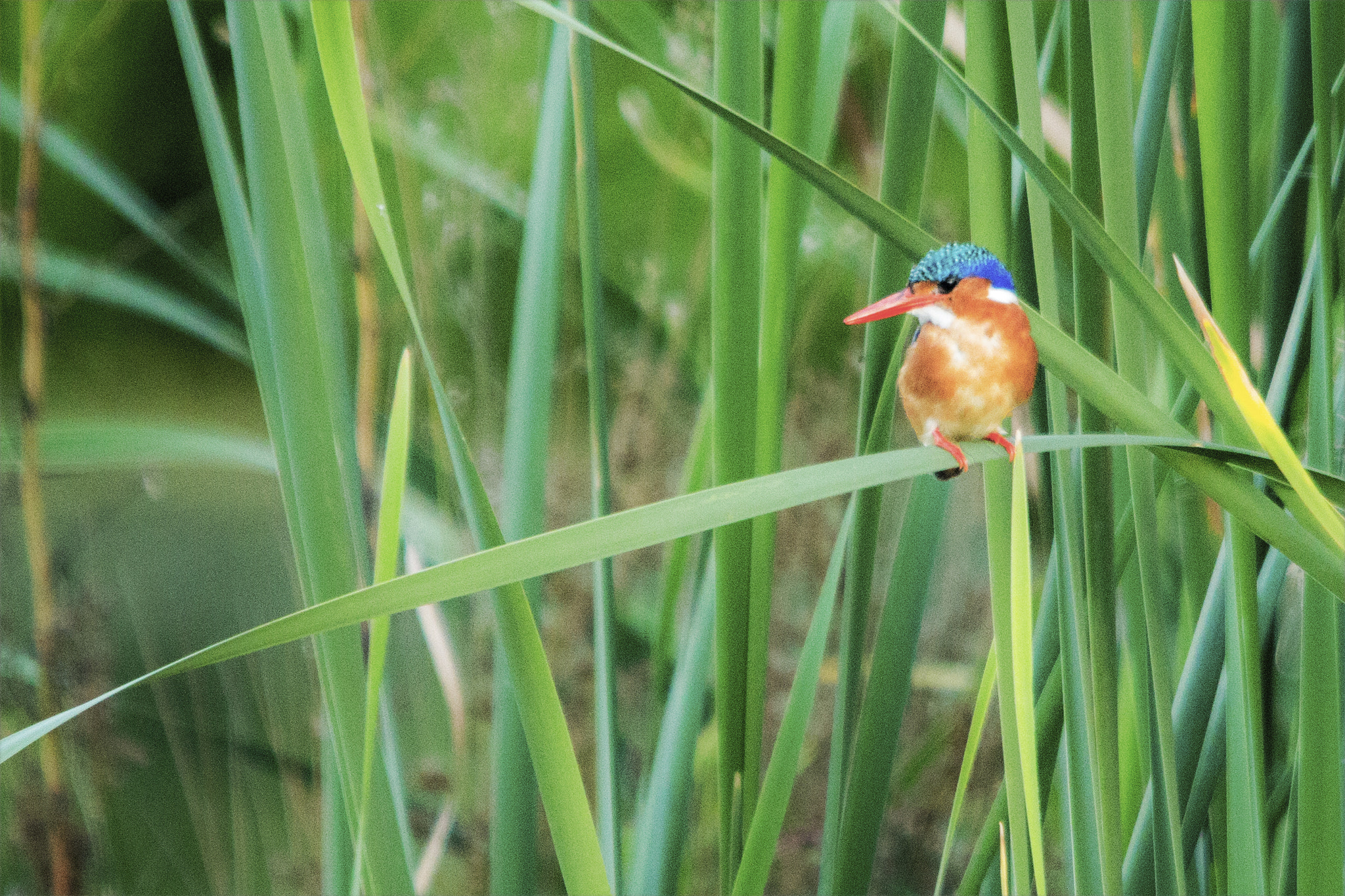 Sigma 150-500mm F5-6.3 DG OS HSM sample photo. Perched kingfisher  photography
