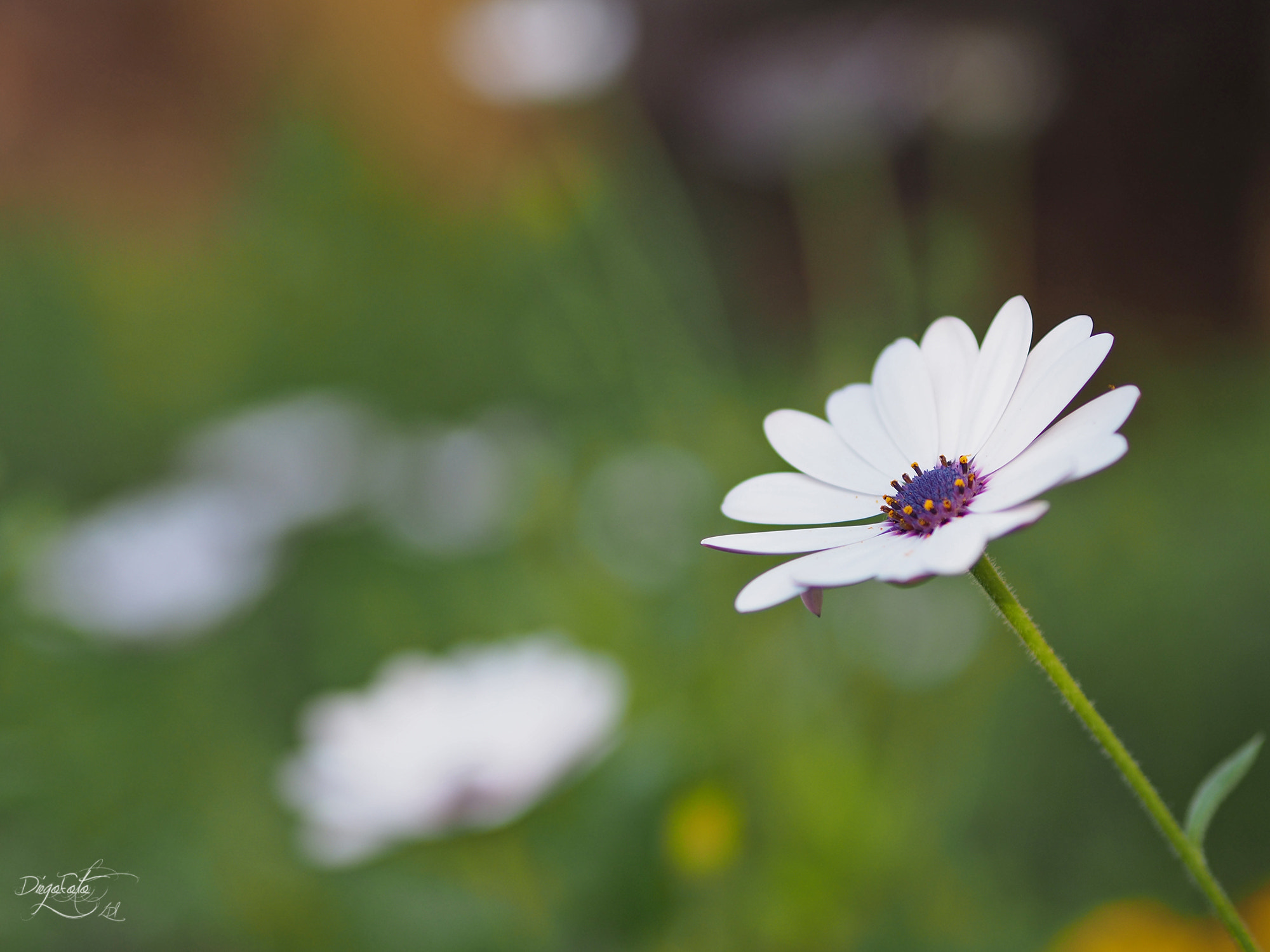 Olympus OM-D E-M10 II + Olympus M.Zuiko Digital 45mm F1.8 sample photo. Flor photography