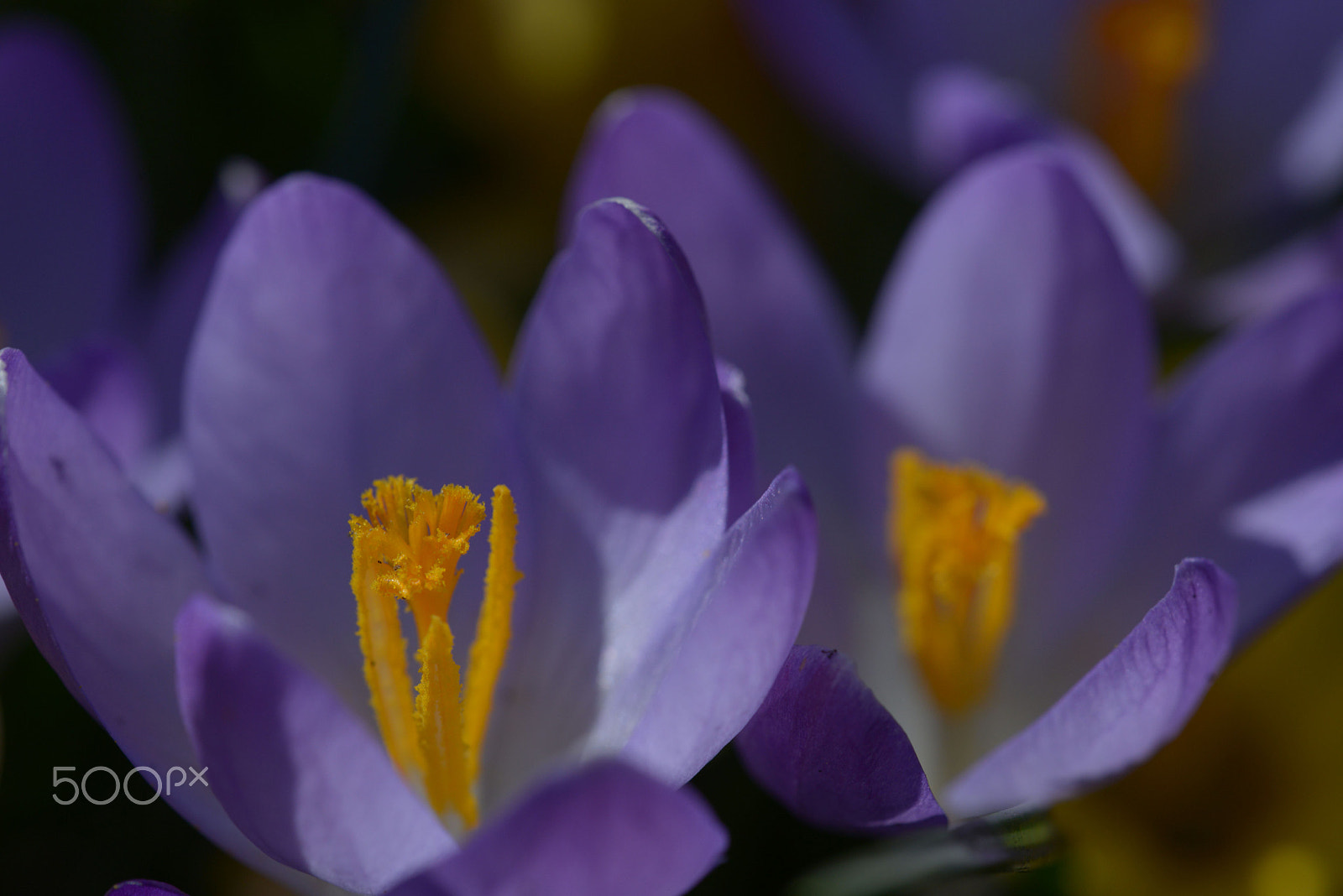 Sigma 150mm F2.8 EX DG OS Macro HSM sample photo. Krokus photography