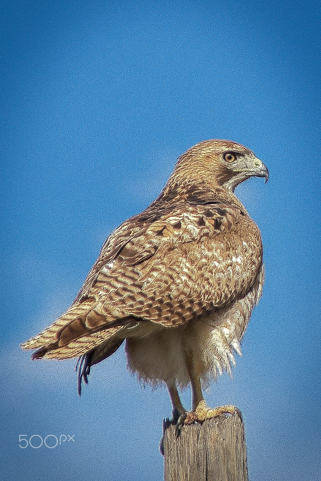 Sigma 18-250mm F3.5-6.3 DC OS HSM sample photo. Brown hawk photography
