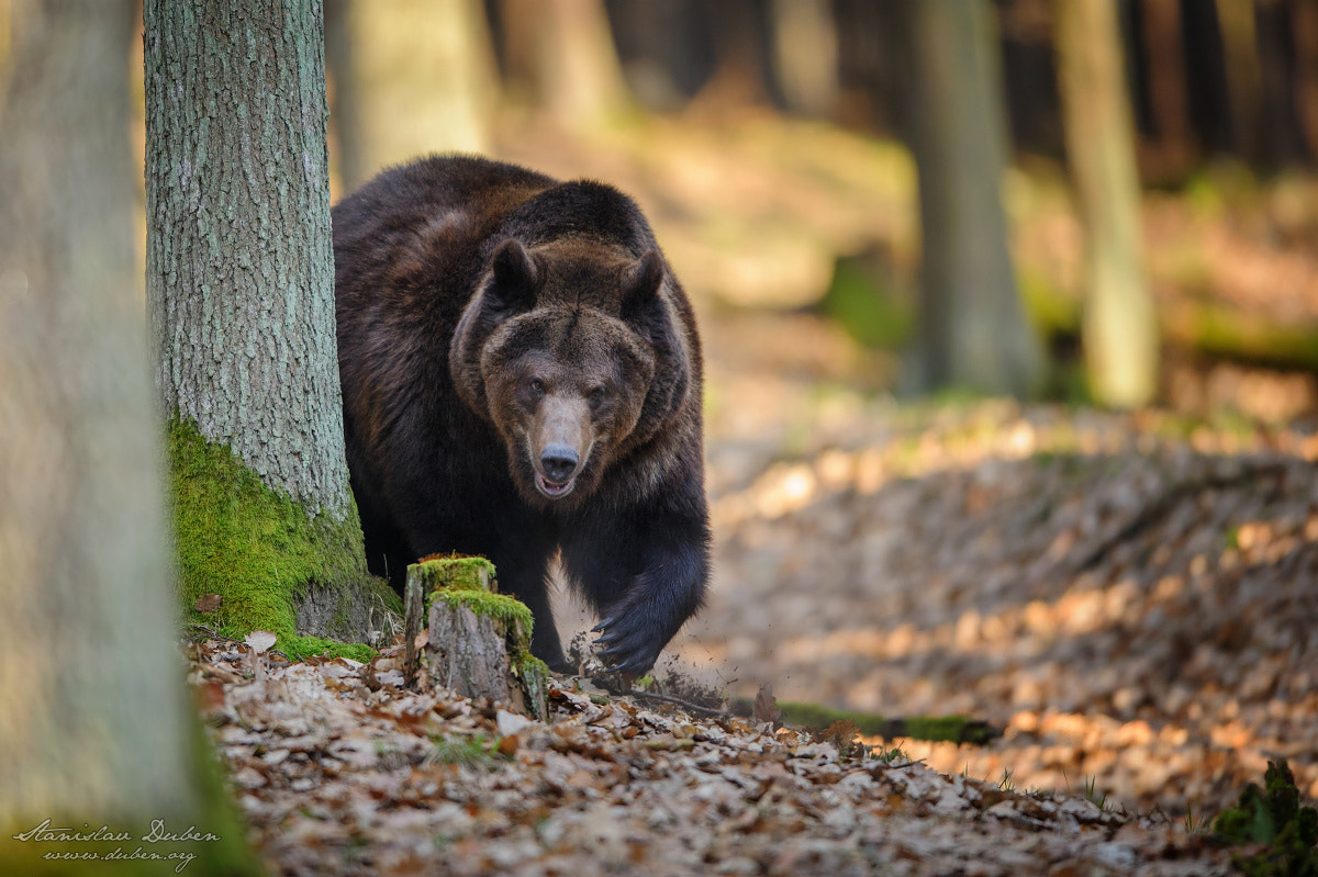 Nikon AF-S Nikkor 400mm F2.8G ED VR II sample photo. Brown bear photography