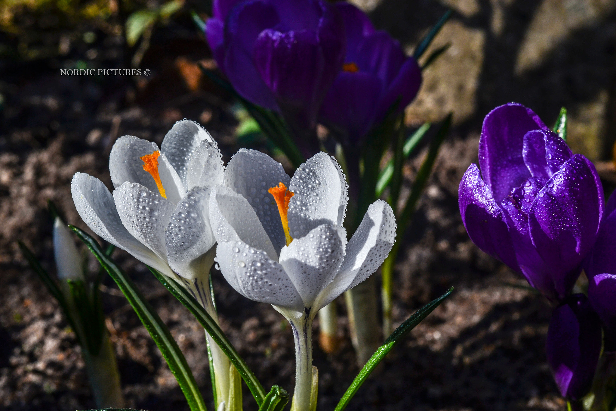 Nikon D3100 + Nikon AF-S Nikkor 50mm F1.8G sample photo. Spring have come photography