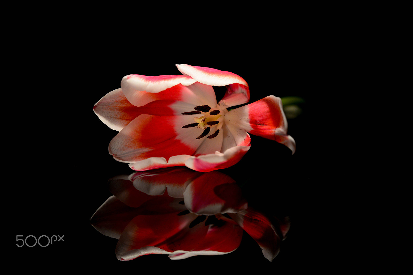 Sigma 150mm F2.8 EX DG OS Macro HSM sample photo. Tulpe photography