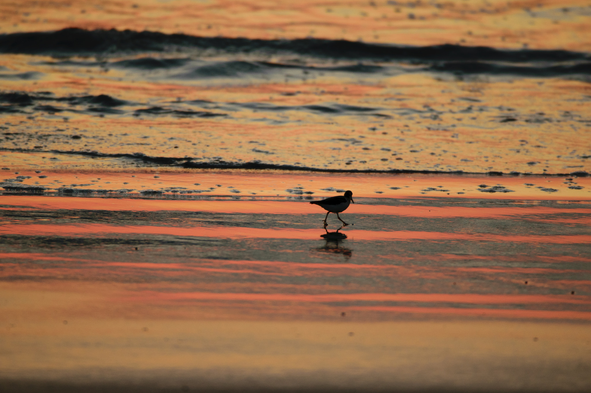 Nikon D3300 sample photo. Bird beach photography