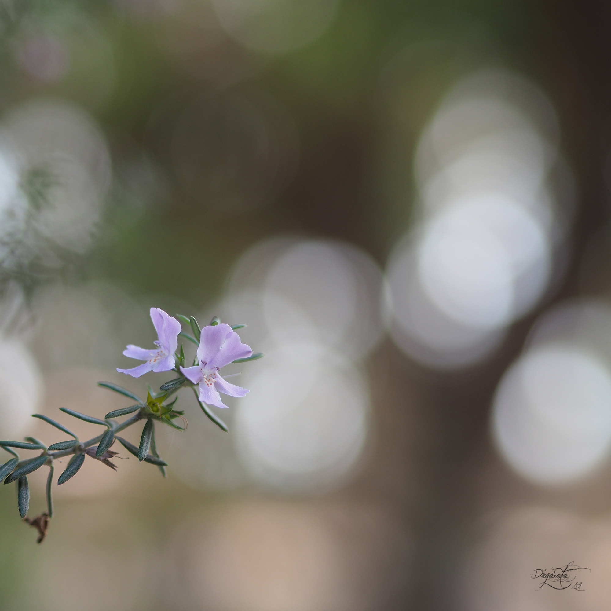 Olympus OM-D E-M10 II + Olympus M.Zuiko Digital 45mm F1.8 sample photo. Flor photography