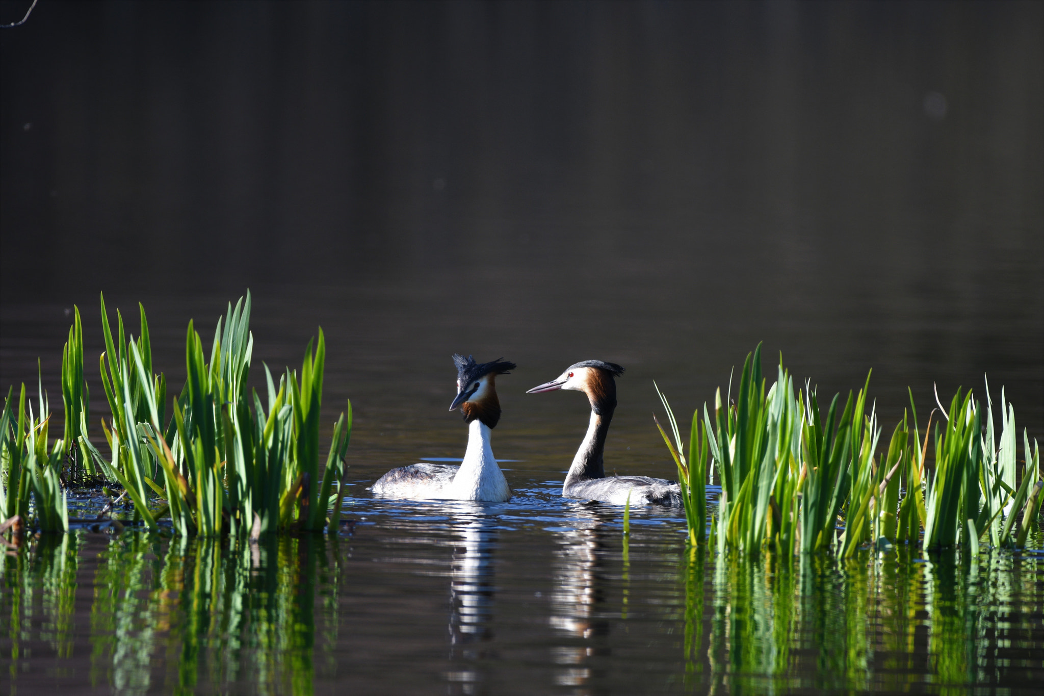 Nikon D500 sample photo. Great crested grebes  photography