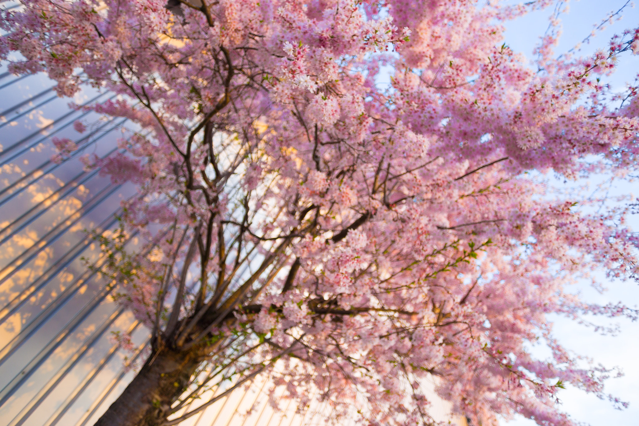 Canon EOS 6D sample photo. Tree in full bloom photography