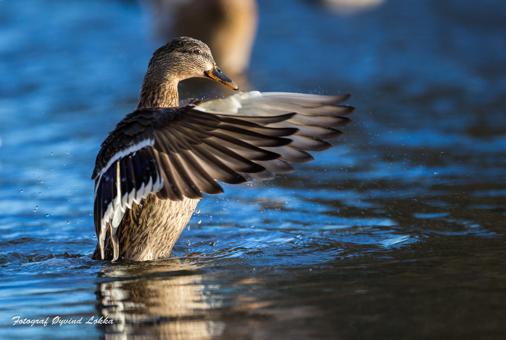 Canon EF 500mm F4L IS USM sample photo. Stokkand photography