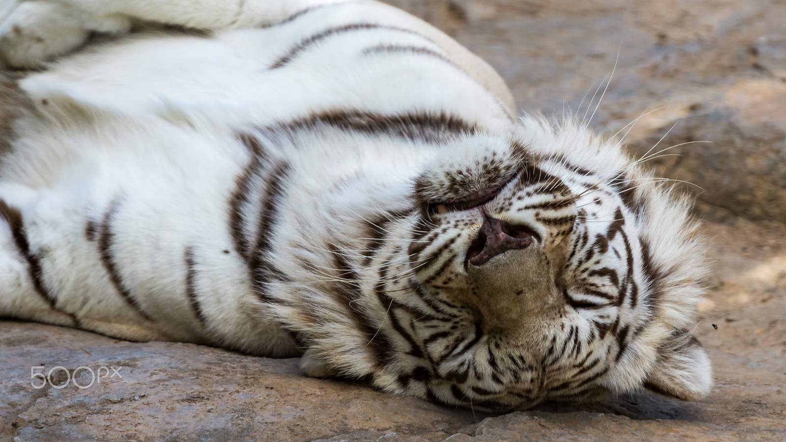 Nikon AF-S Nikkor 70-200mm F2.8G ED VR II sample photo. White african tiger photography
