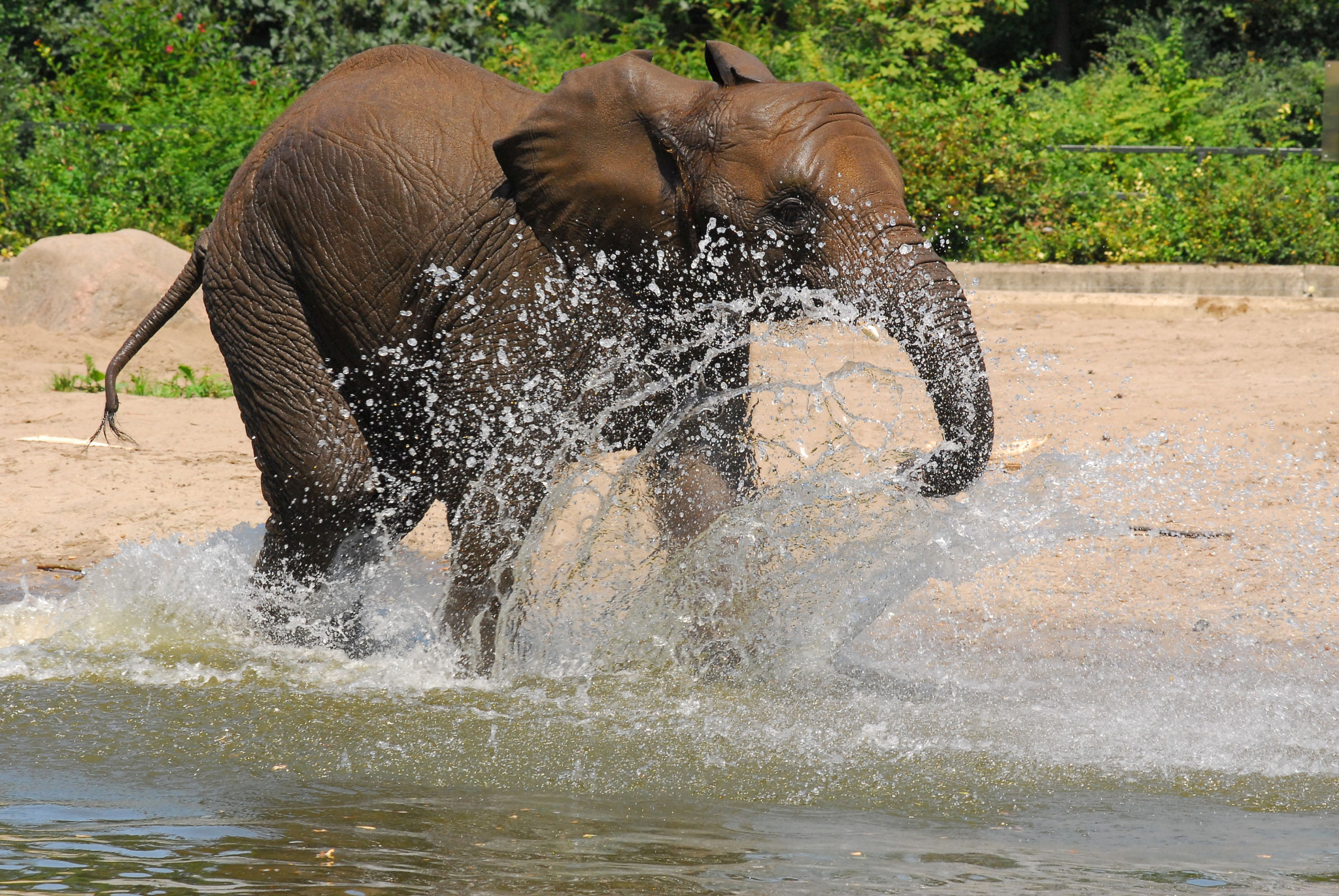 Nikon AF-Nikkor 80-200mm F2.8D ED sample photo. Splish splash photography