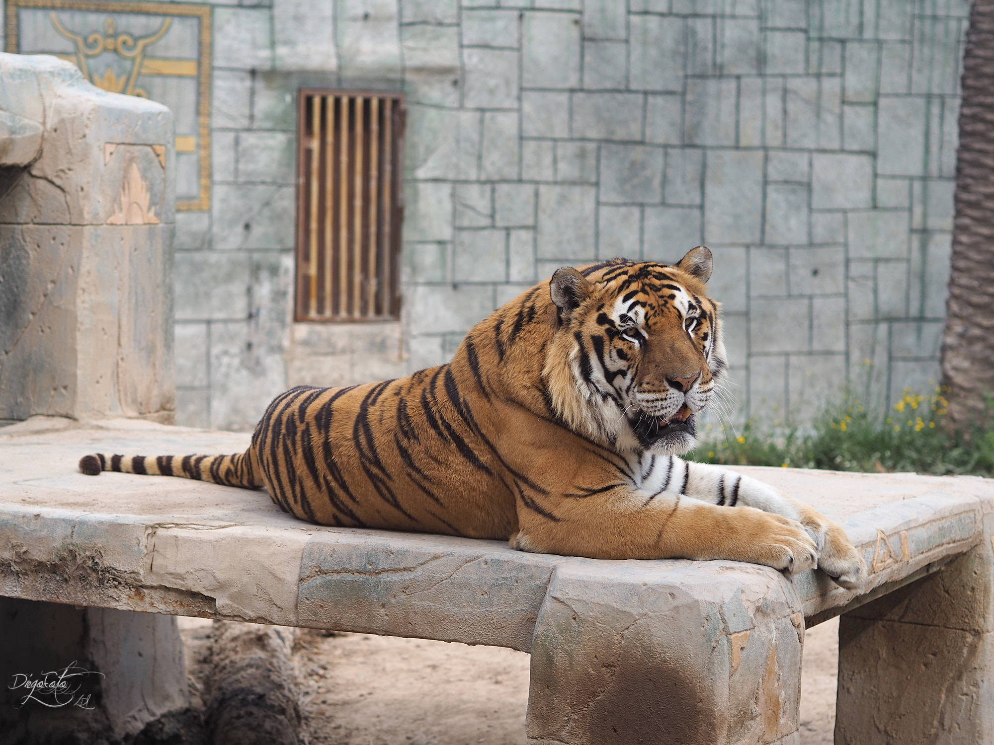 Olympus OM-D E-M10 II + Olympus M.Zuiko Digital 45mm F1.8 sample photo. Tigre de bengala (panthera tigris) photography