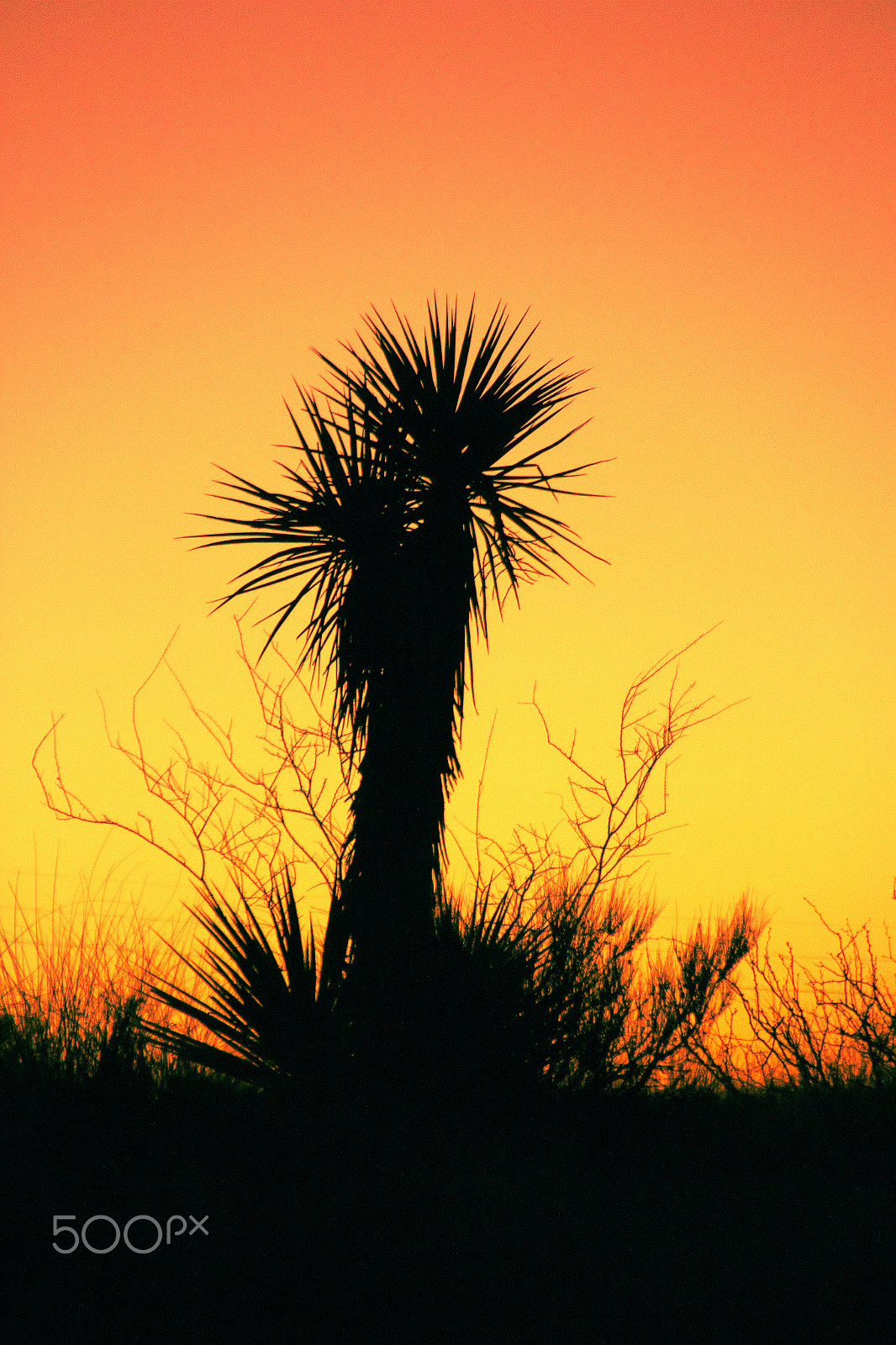 Sigma 18-250mm F3.5-6.3 DC OS HSM sample photo. Good moring texas photography