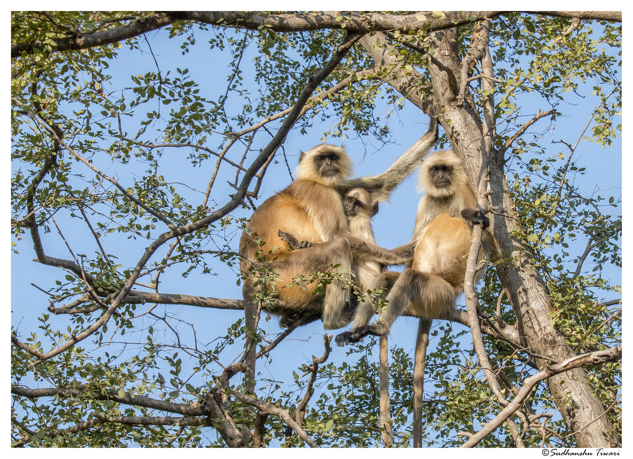 Tamron SP 150-600mm F5-6.3 Di VC USD sample photo. We are family - grey langur (semnopithecus) photography