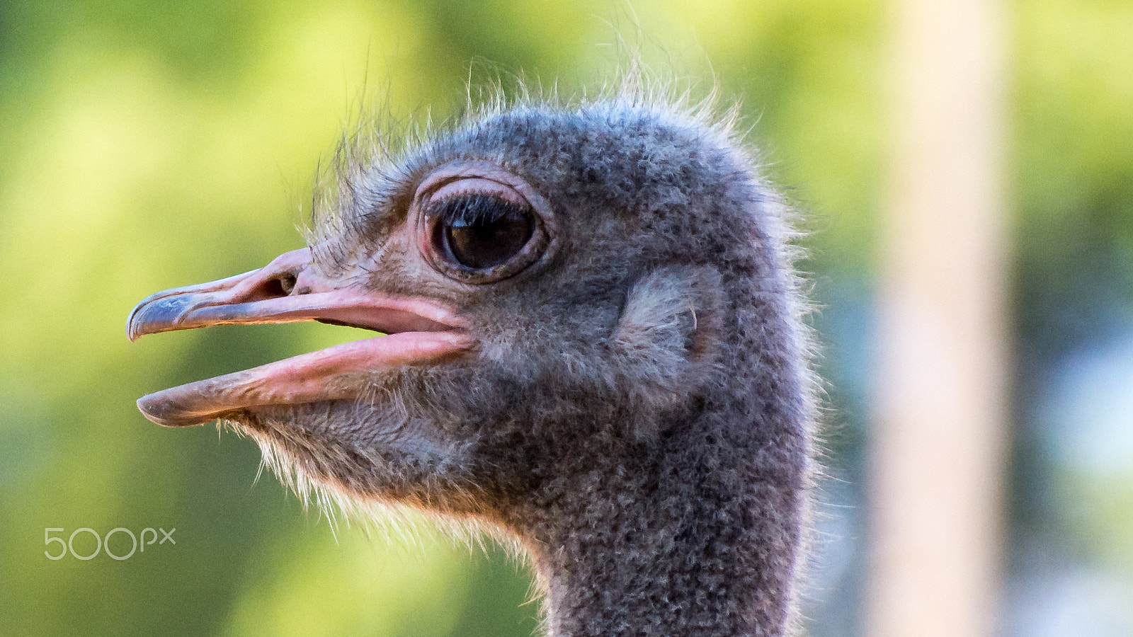 Nikon D7200 sample photo. Ostrich photography