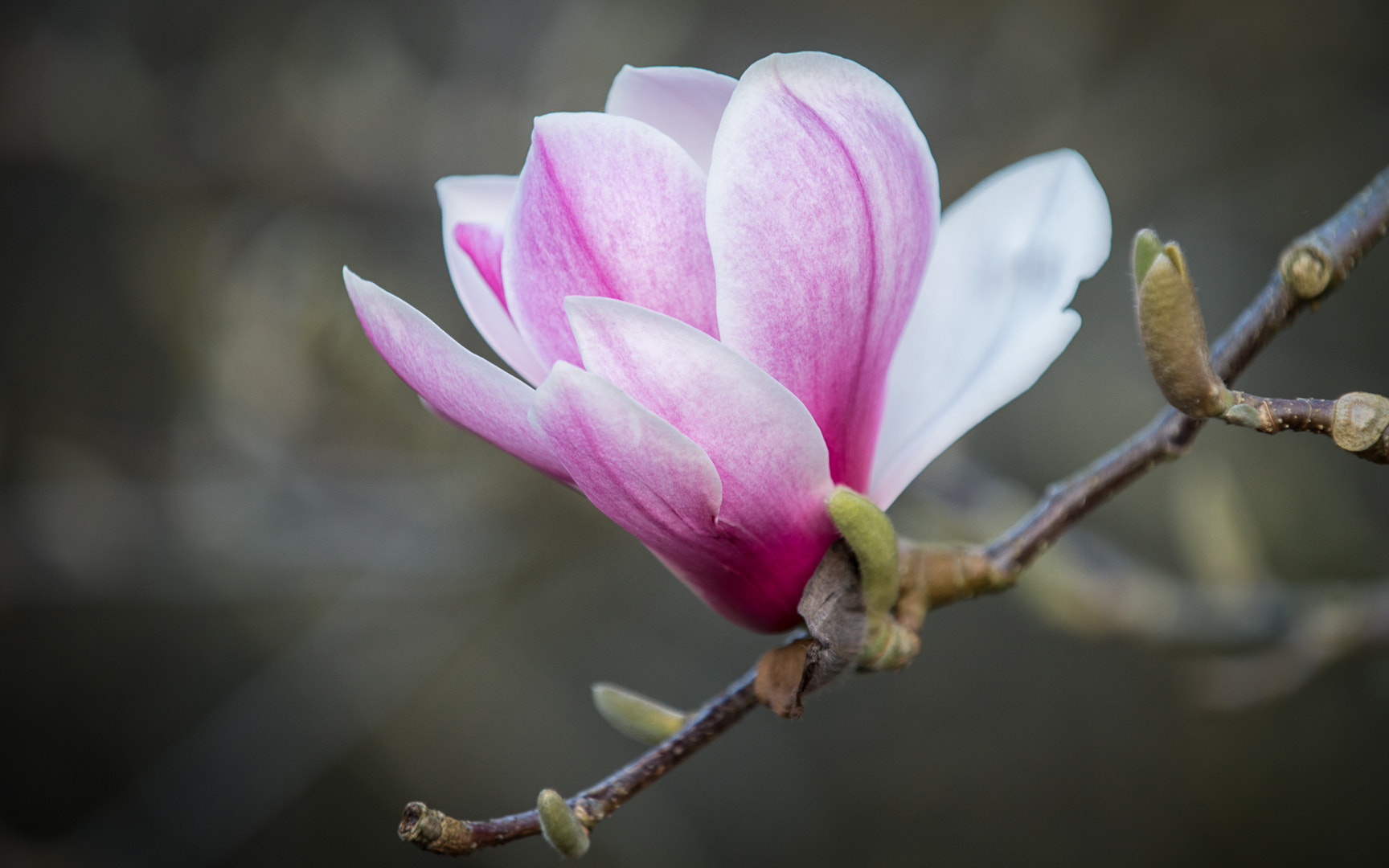 Nikon D800 sample photo. Magnolia photography