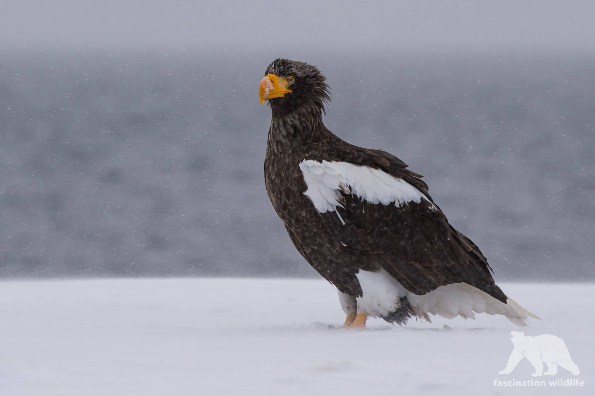 Nikon AF-S Nikkor 200-400mm F4G ED-IF VR sample photo. Steller sea eagle photography