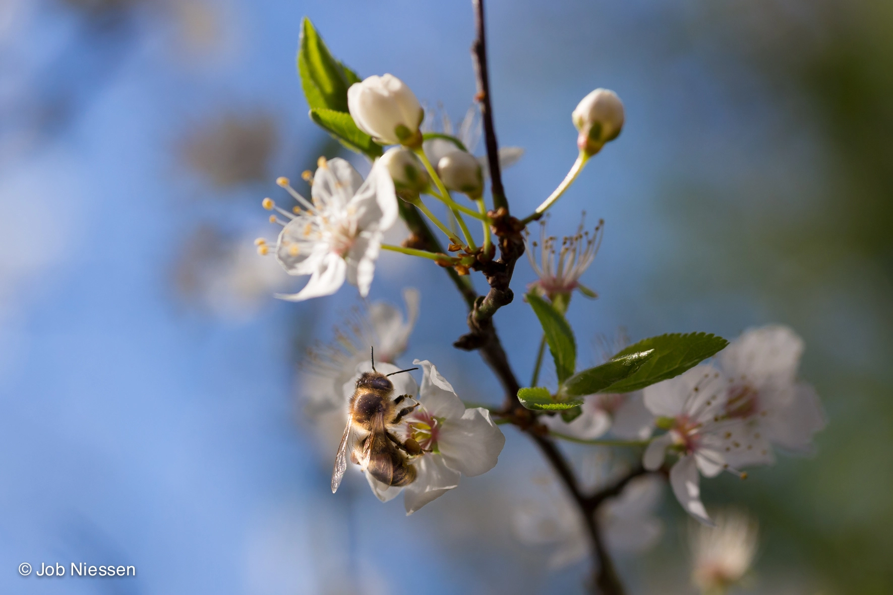 Sigma 105mm F2.8 EX DG OS HSM sample photo. Bee and blossom photography
