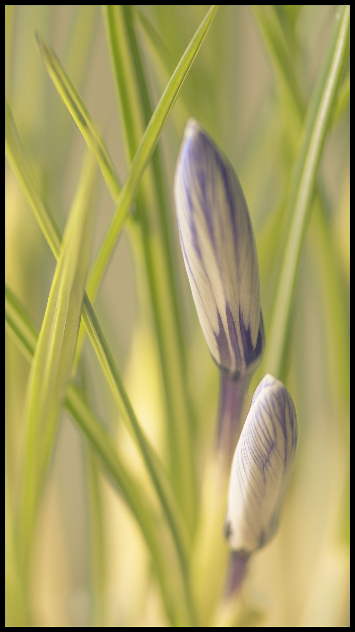 Nikon AF-S Micro-Nikkor 105mm F2.8G IF-ED VR sample photo. Crocus photography