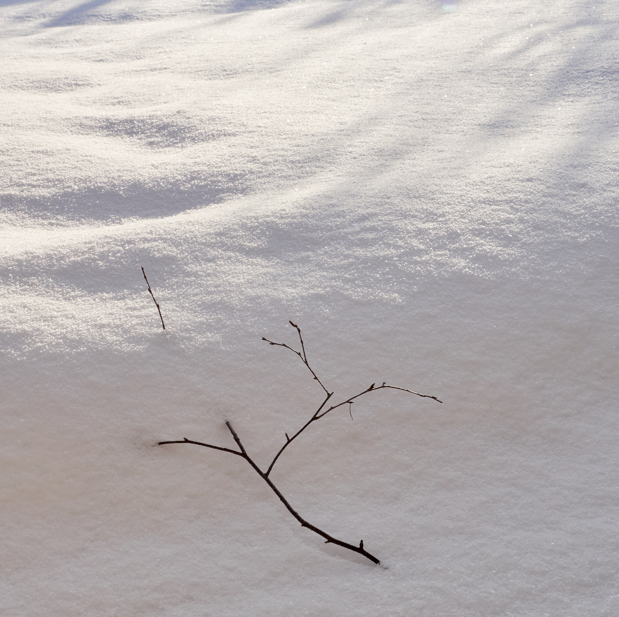 Olympus OM-D E-M5 sample photo. Partly covered photography
