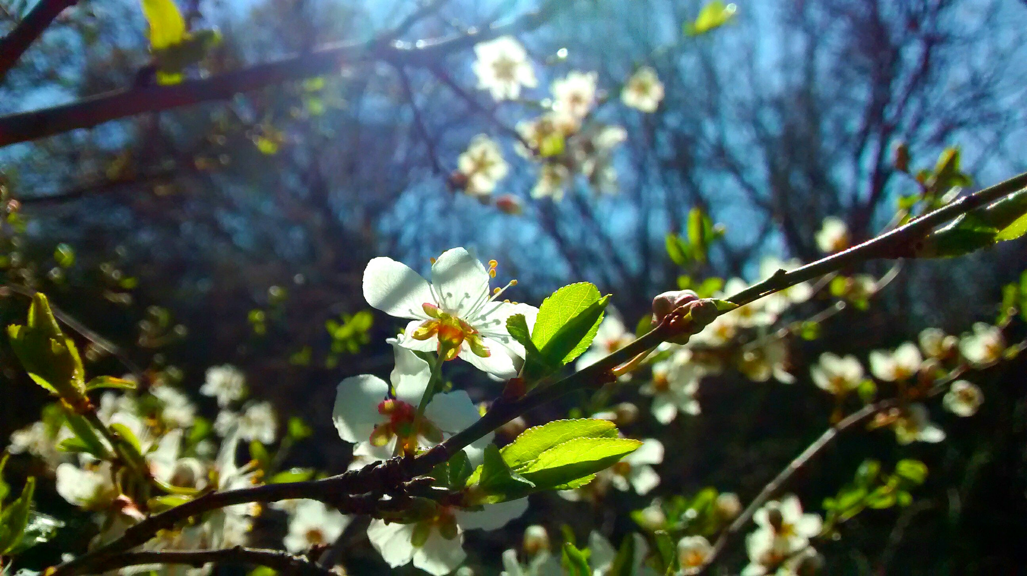 Motorola XT1032 sample photo. Springtime in the forest photography