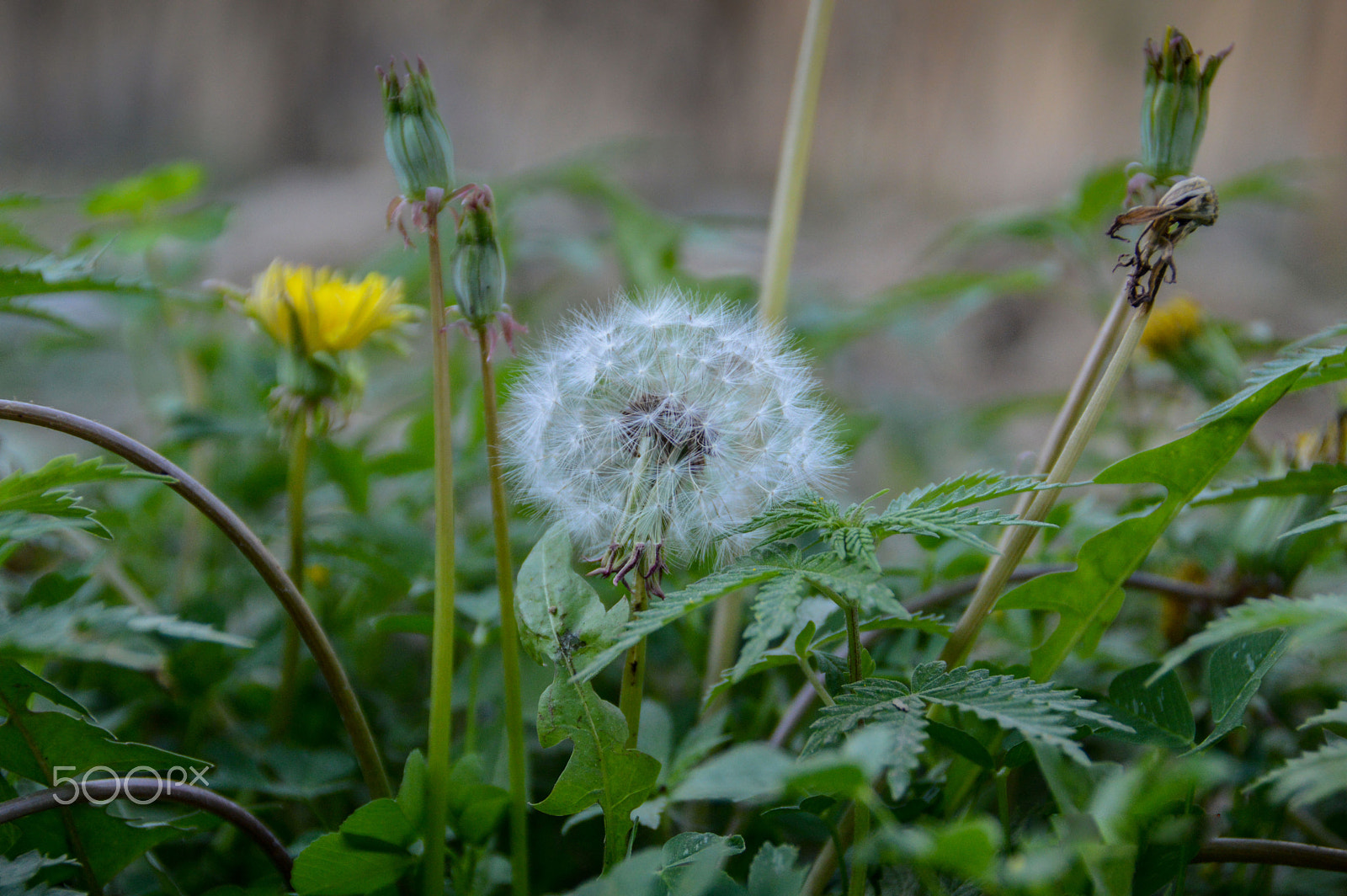 Nikon D3200 sample photo. Taraxacum dandelion in our house's garden photography
