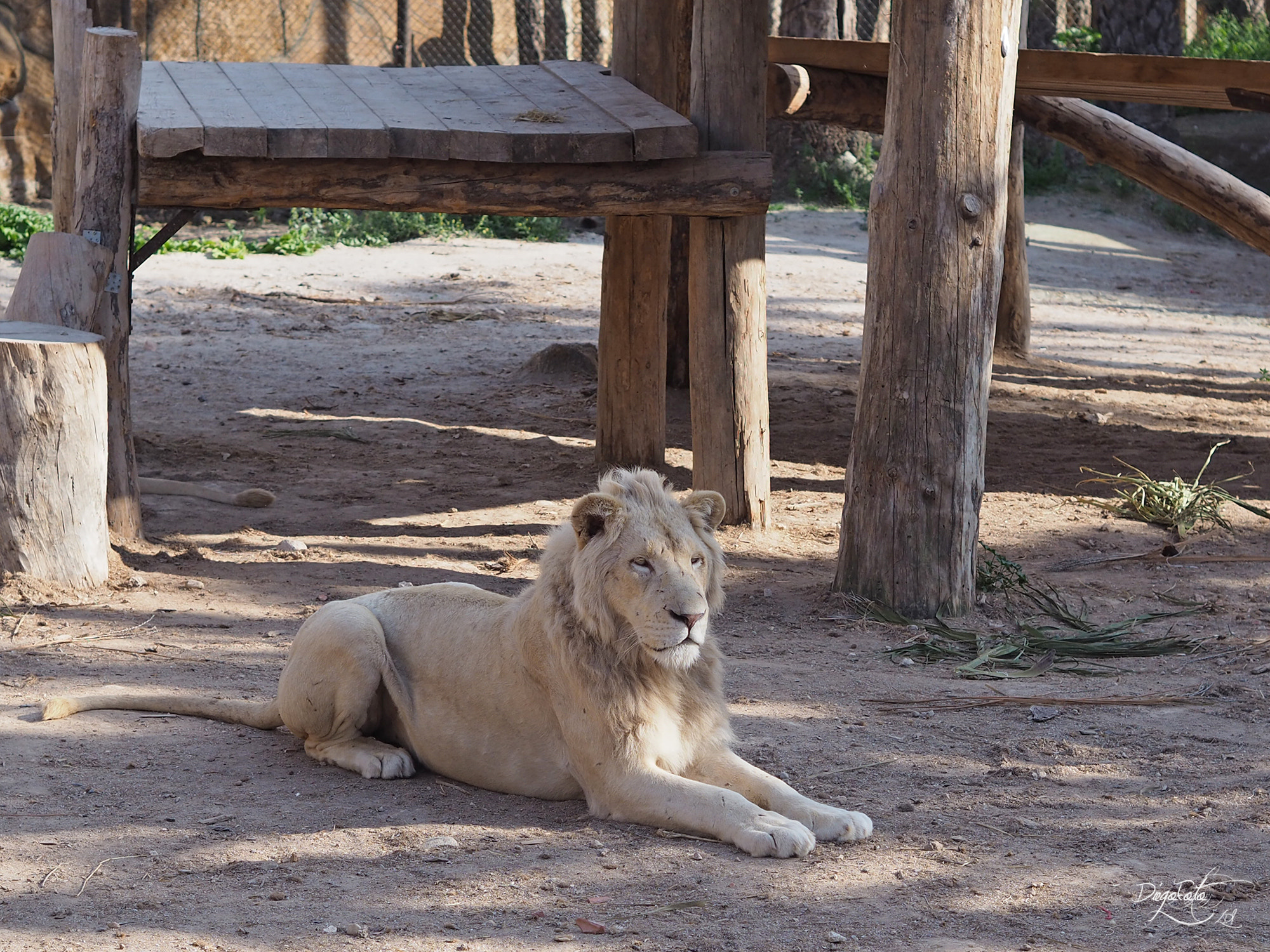 Olympus OM-D E-M10 II sample photo. León blanco (panthera leo krugeri) photography