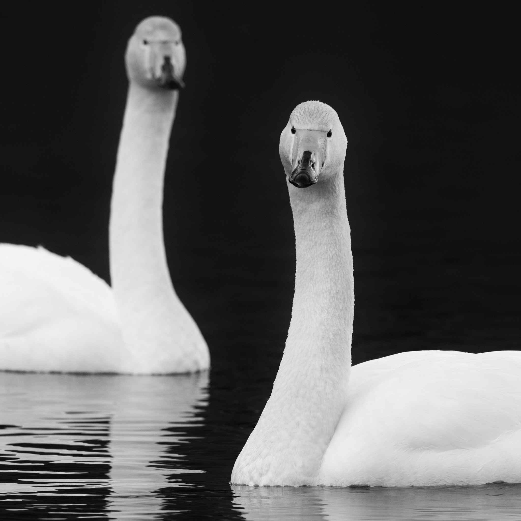 Nikon D800 sample photo. Black and white whoopers photography