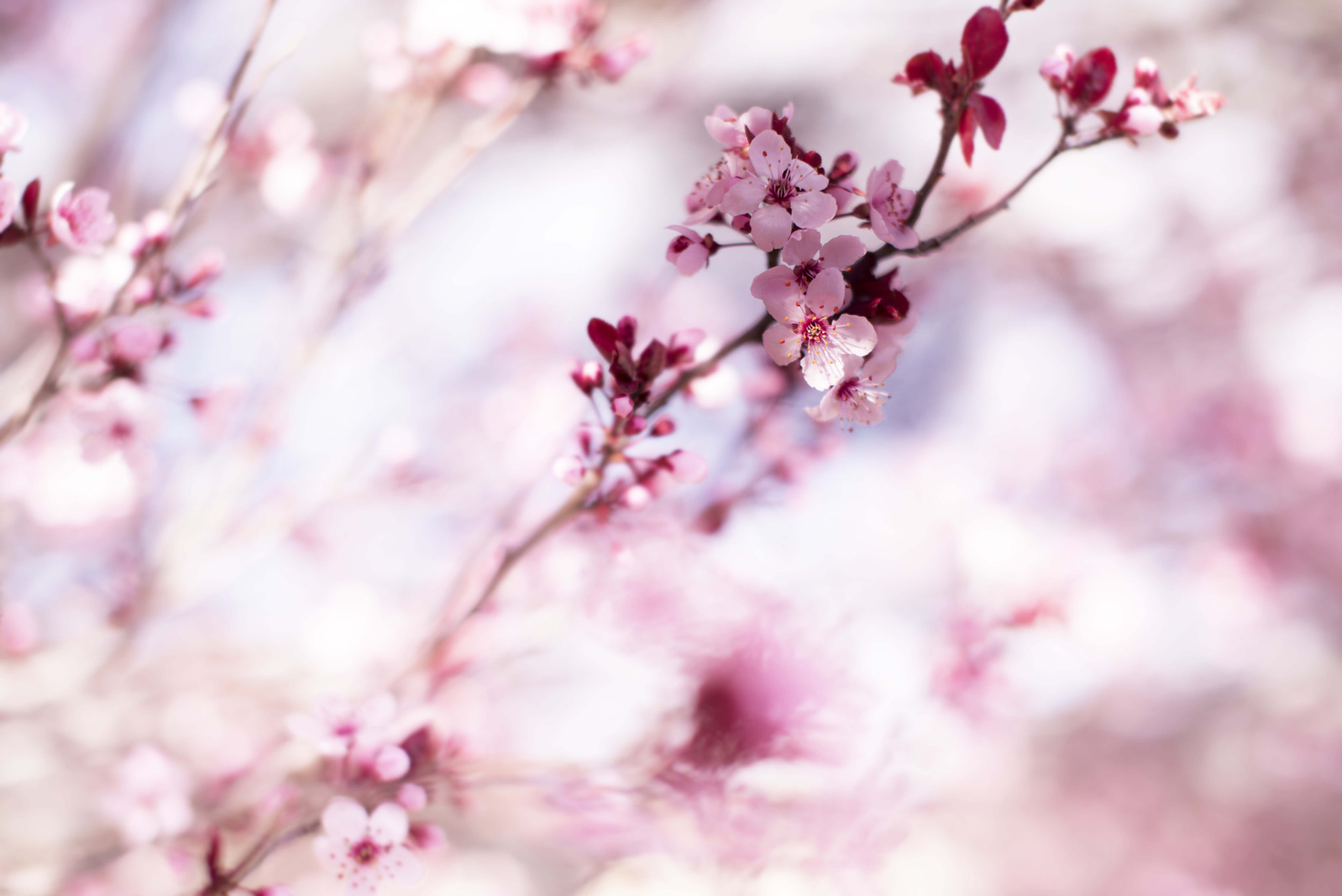Nikon D810 + Sigma 50mm F1.4 EX DG HSM sample photo. Spring is coming photography