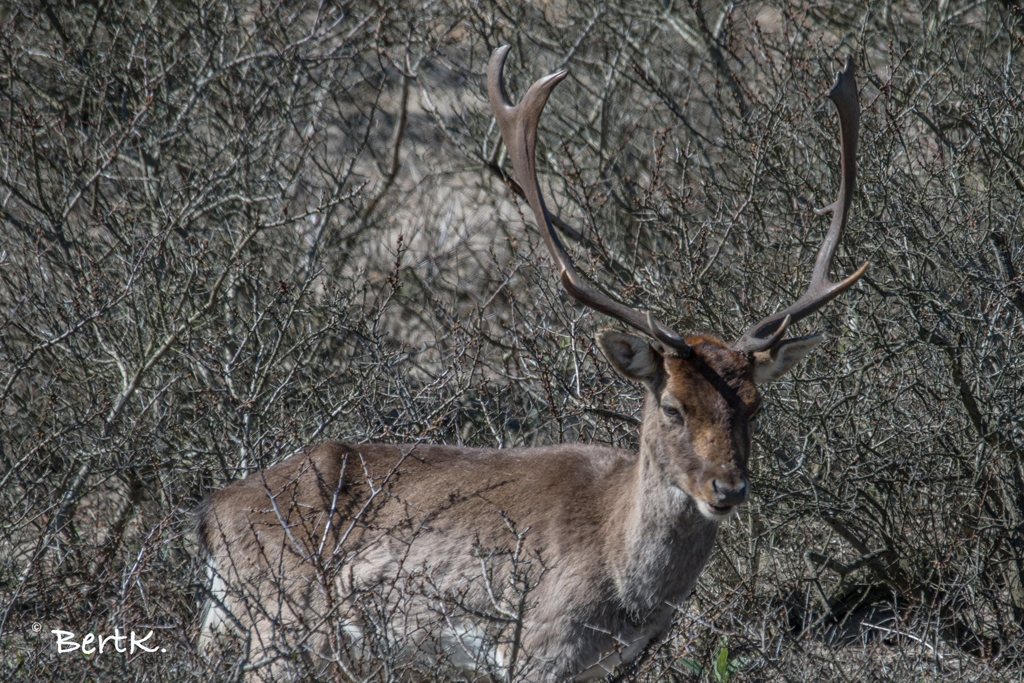 Sigma 120-400mm F4.5-5.6 DG OS HSM sample photo