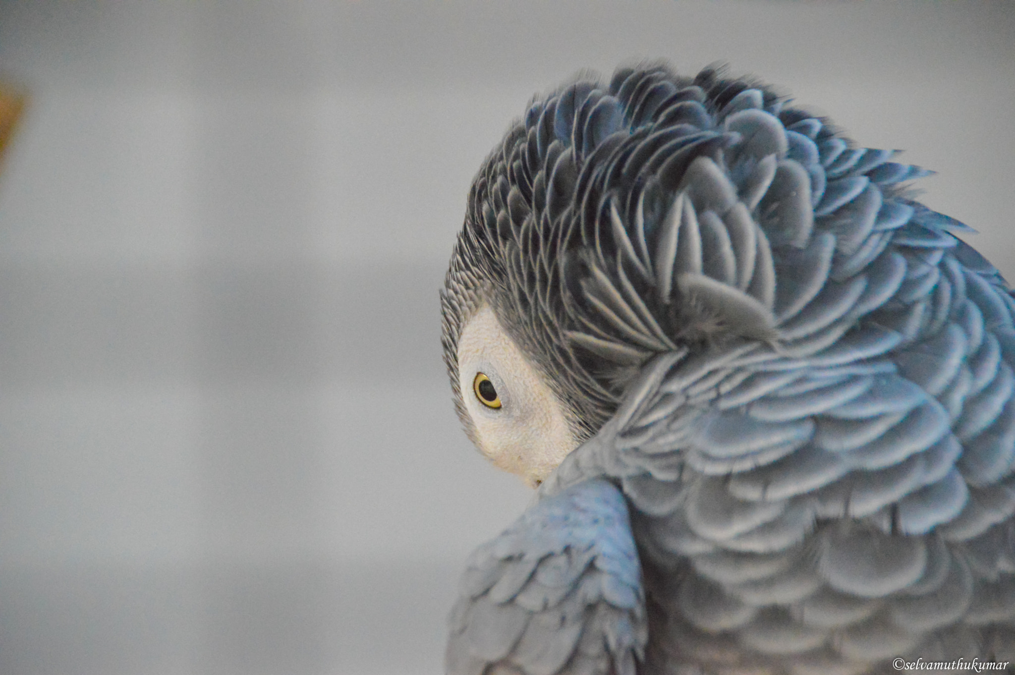Sigma 18-250mm F3.5-6.3 DC Macro OS HSM sample photo. Angry bird photography