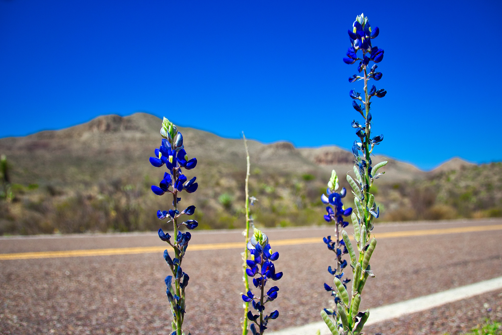 Canon EOS 600D (Rebel EOS T3i / EOS Kiss X5) sample photo. Big bend bluebonnet photography