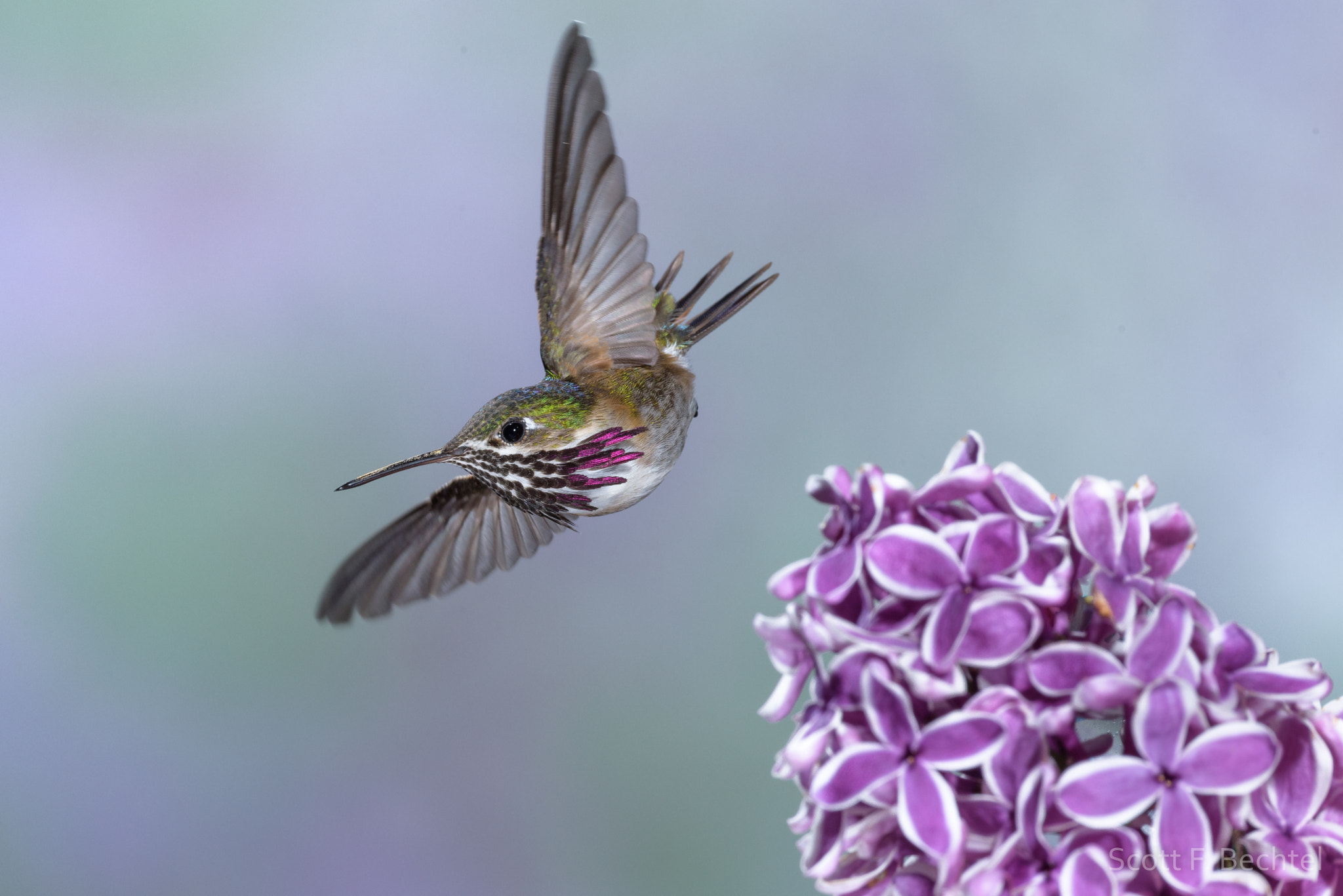 Nikon D810 sample photo. Hummer and lilac (2016-05-24  1963) photography