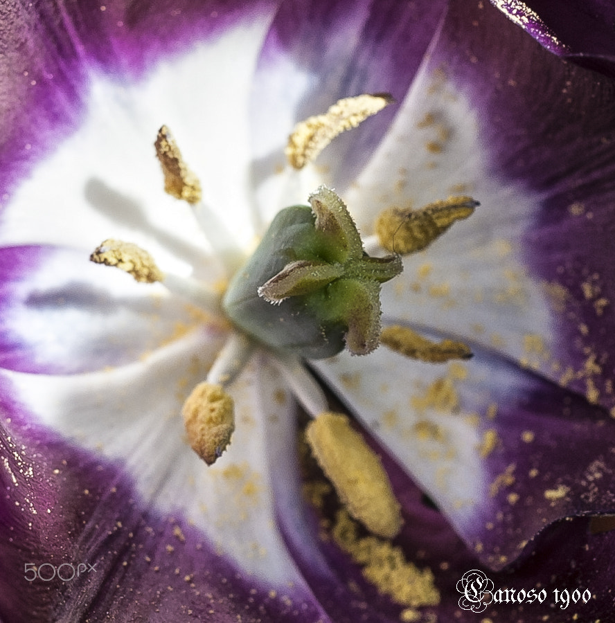 Sigma 150mm F2.8 EX DG OS Macro HSM sample photo. Tulipan photography