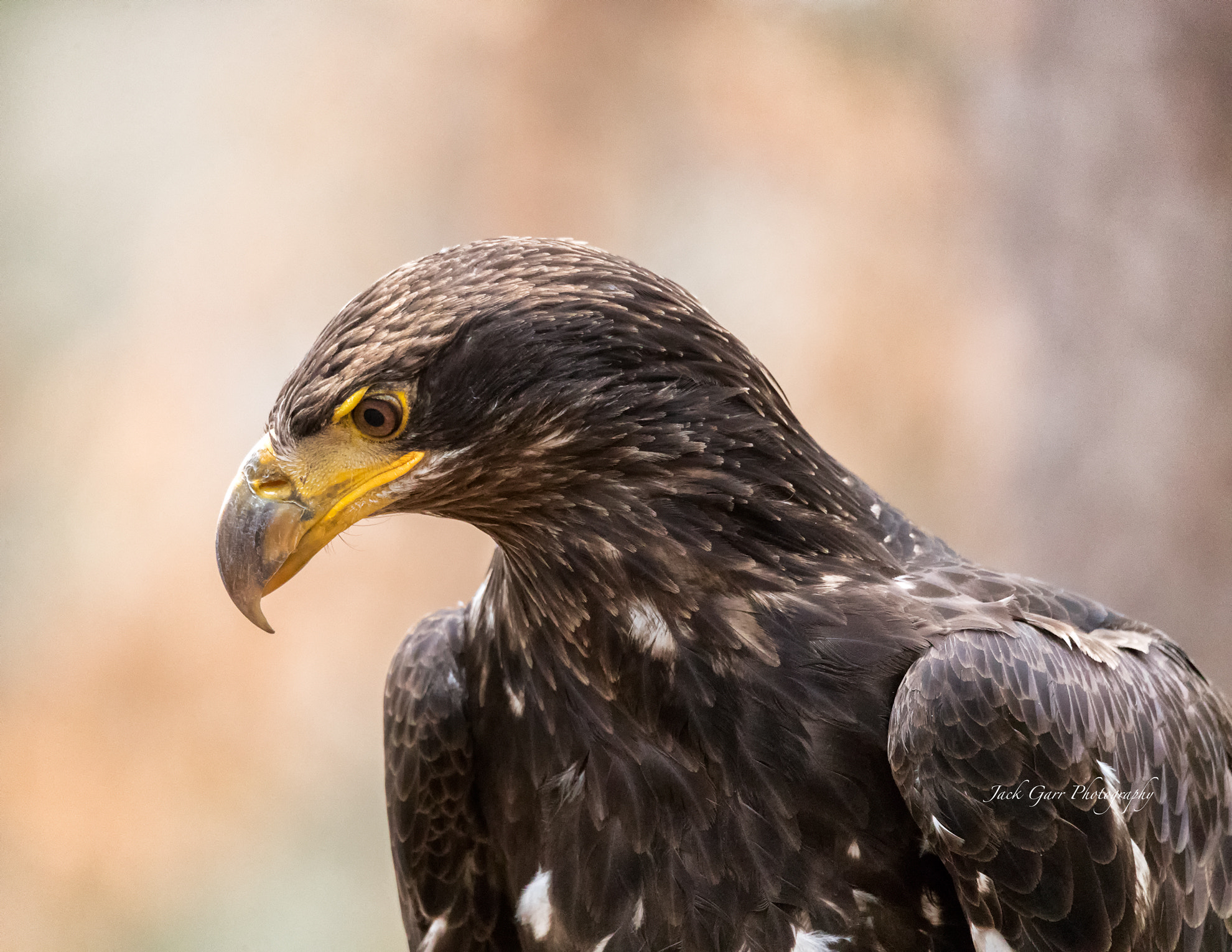 150-600mm F5-6.3 DG OS HSM | Sports 014 sample photo. Juvenile bald eagle photography