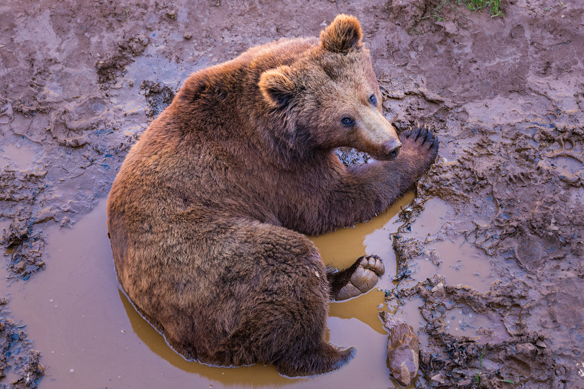Canon EOS 6D + Canon EF 70-200mm F4L IS USM sample photo. Brown bear  160317-4199 photography