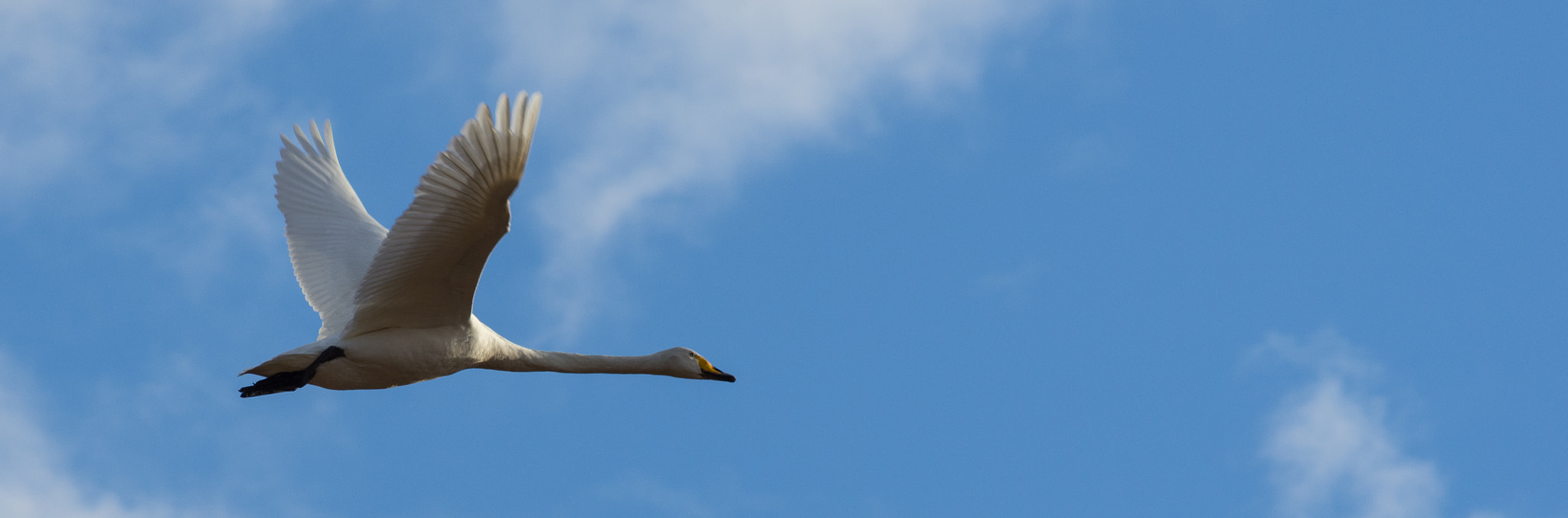 Nikon D7200 sample photo. Cygnus cygnus photography