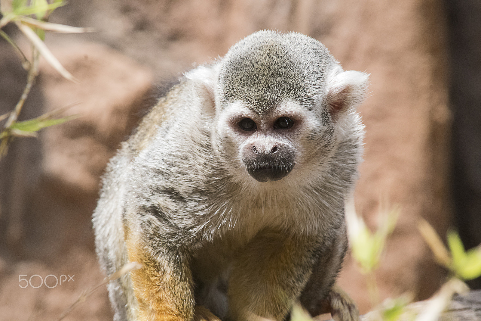 Nikon D500 sample photo. Common squirrel monkey photography