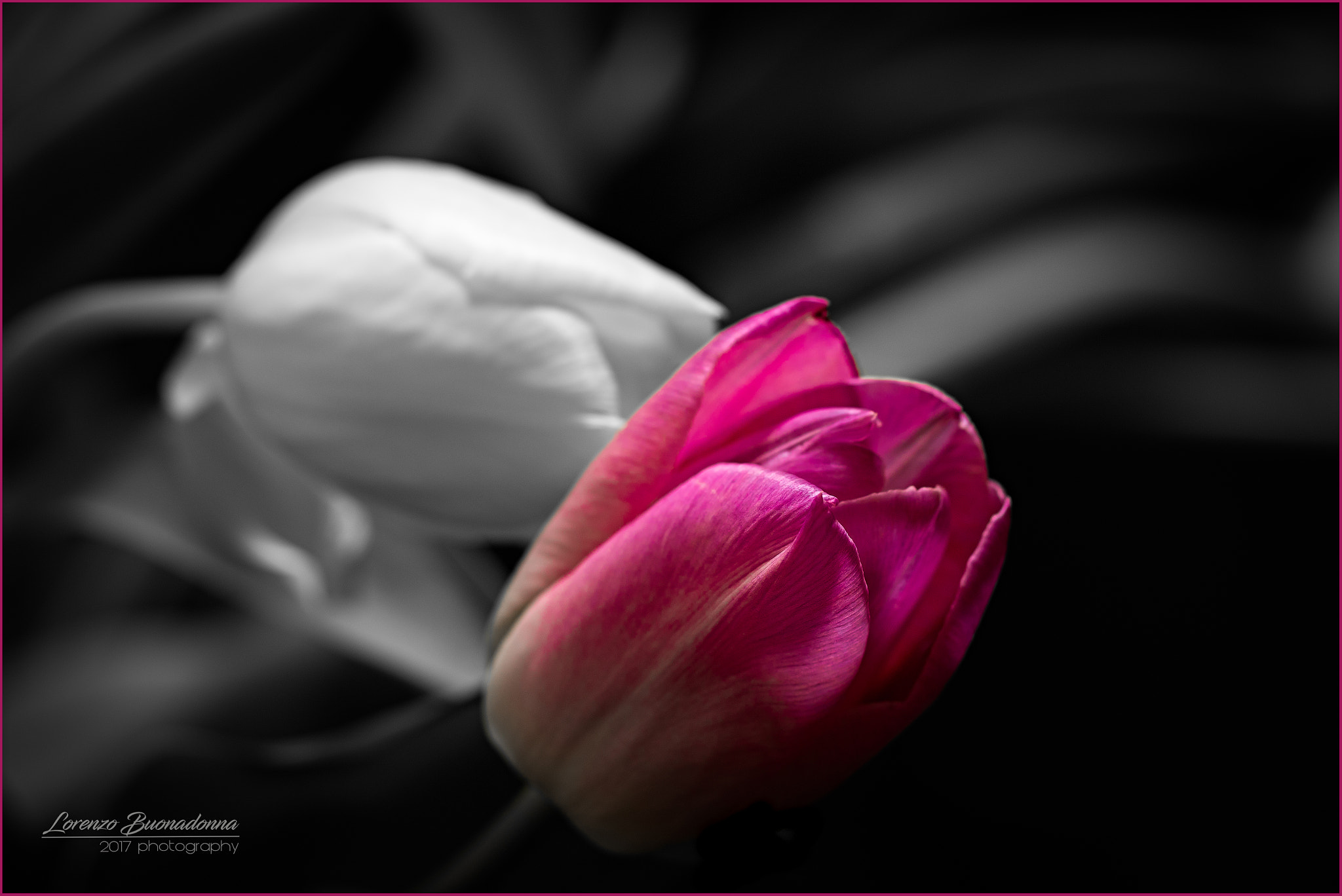 Canon EF 100mm F2.8L Macro IS USM sample photo. Tulips 3 photography