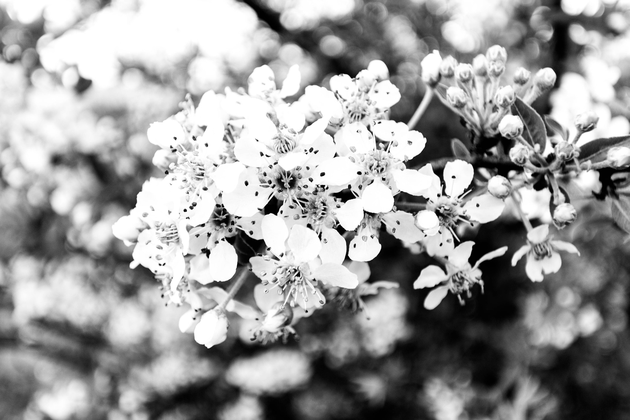 Canon EOS 600D (Rebel EOS T3i / EOS Kiss X5) + Sigma 10-20mm F3.5 EX DC HSM sample photo. Flowering b&w photography