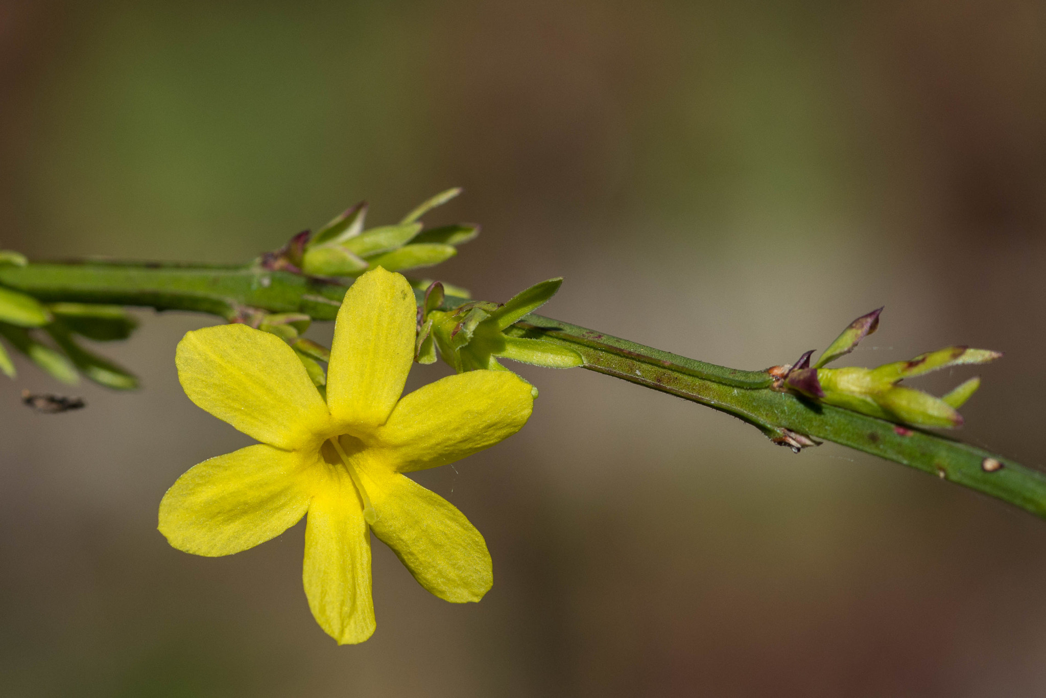 Sigma 105mm F2.8 EX DG OS HSM sample photo. Like a star photography